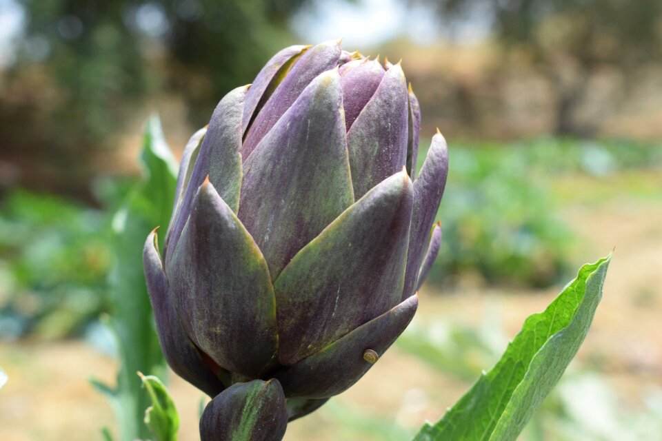 Leaf summer artichoke