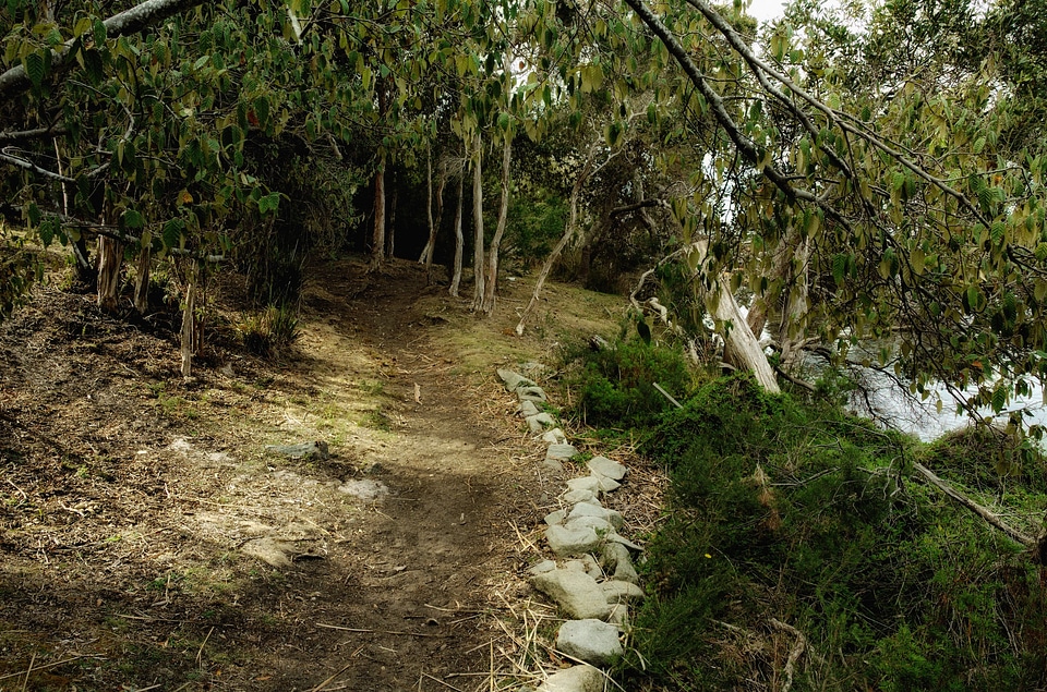 Scenic summer forest