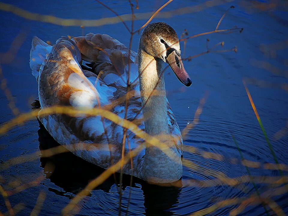 White water bird waters