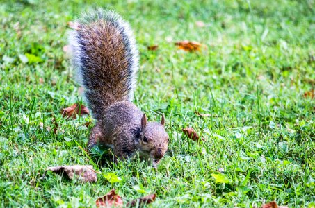 Wildlife mammal squirrel