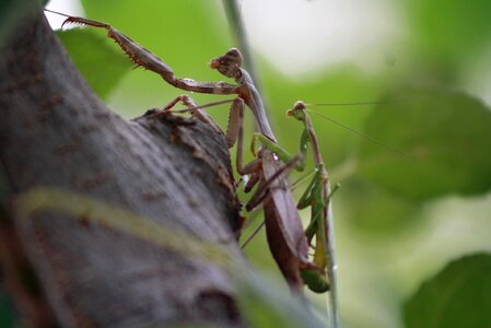 Animal nature praying mantis photo