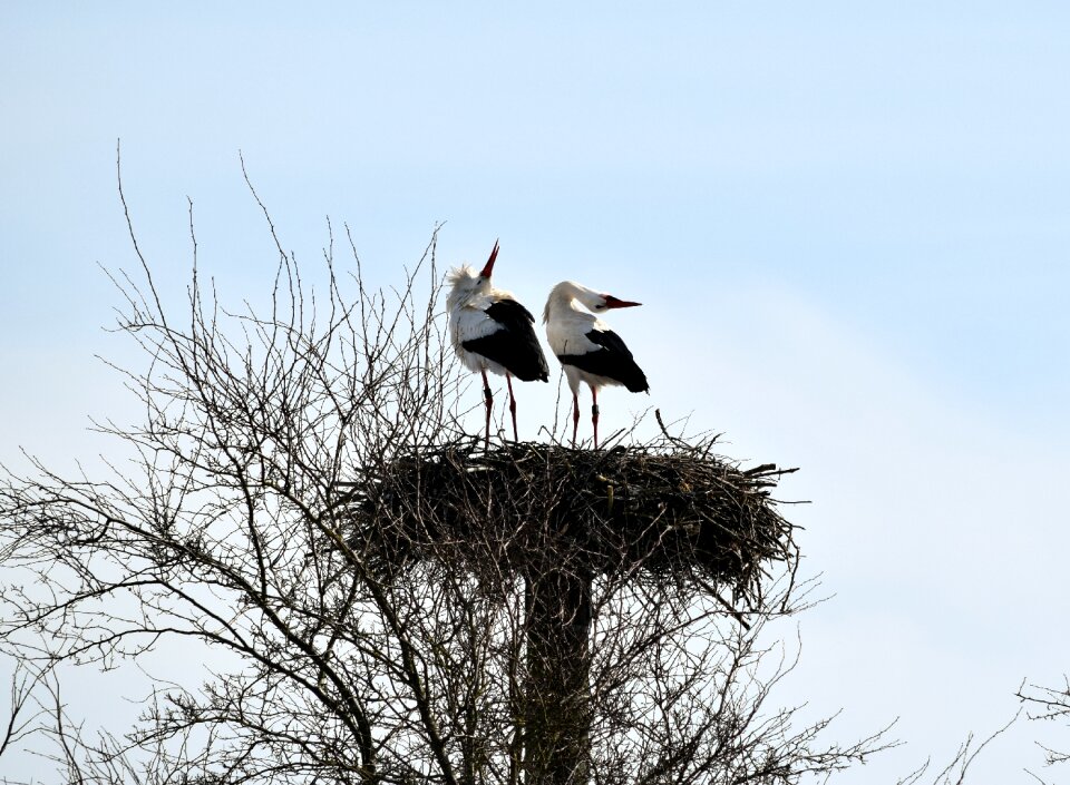 Bird animal world nature