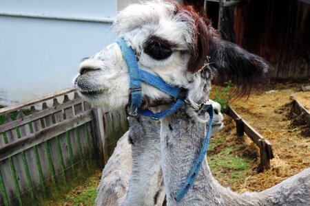 Alpaca animal portrait