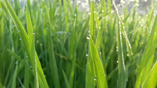 Grass nature
