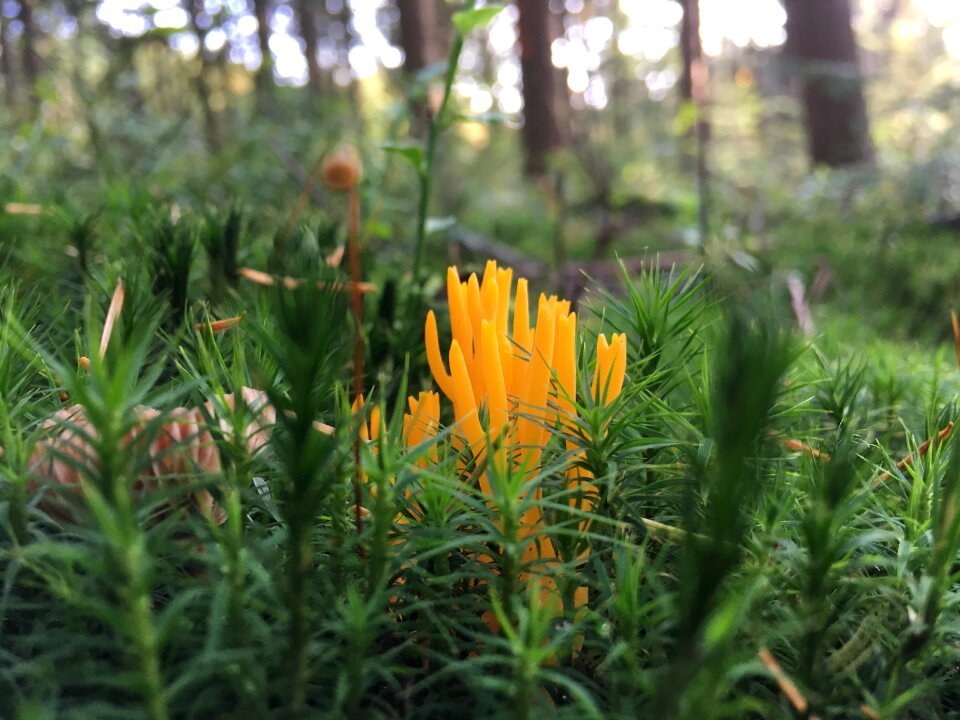 Plant wood outdoor