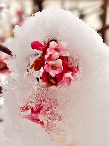 Flowers pink flowers wintry