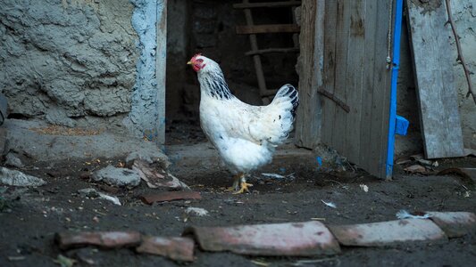 Animal outdoors rural