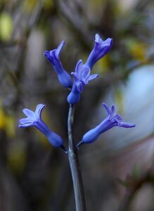 Flower blue spring