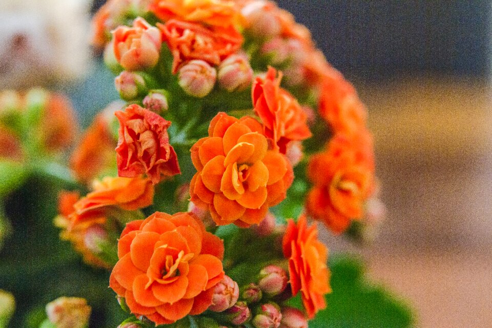 Plant petal thriving