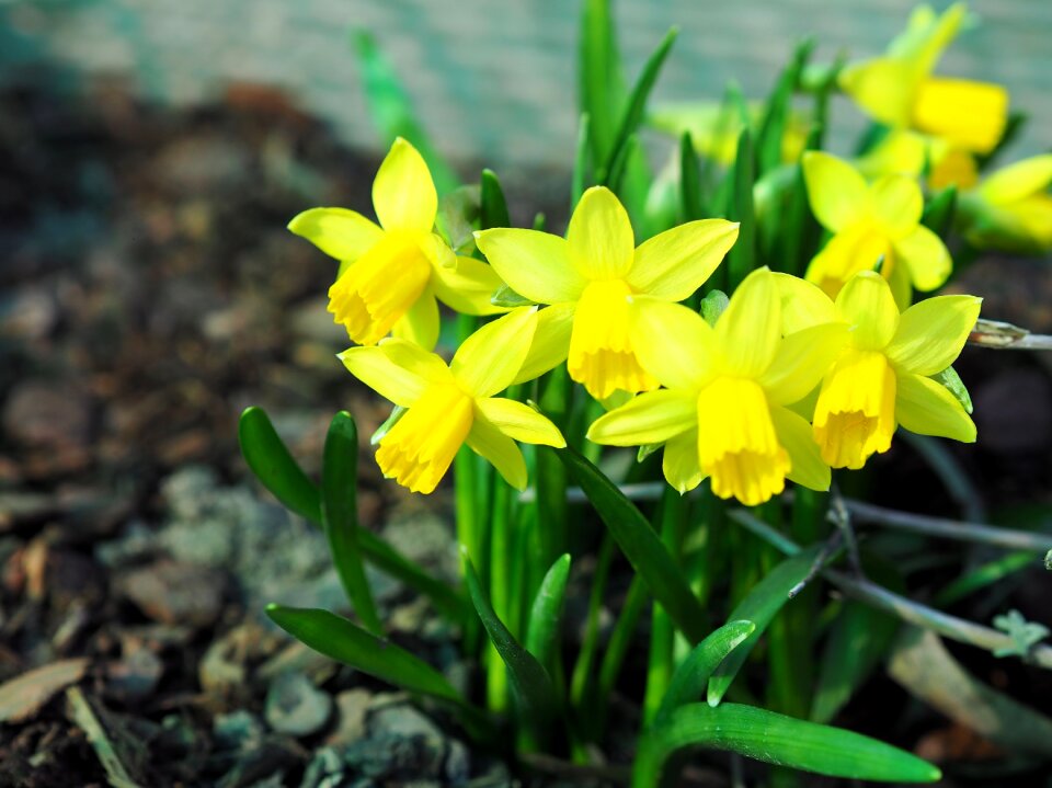 Season leaf yellow