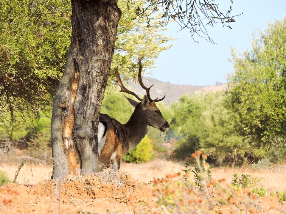 Nature living nature deer