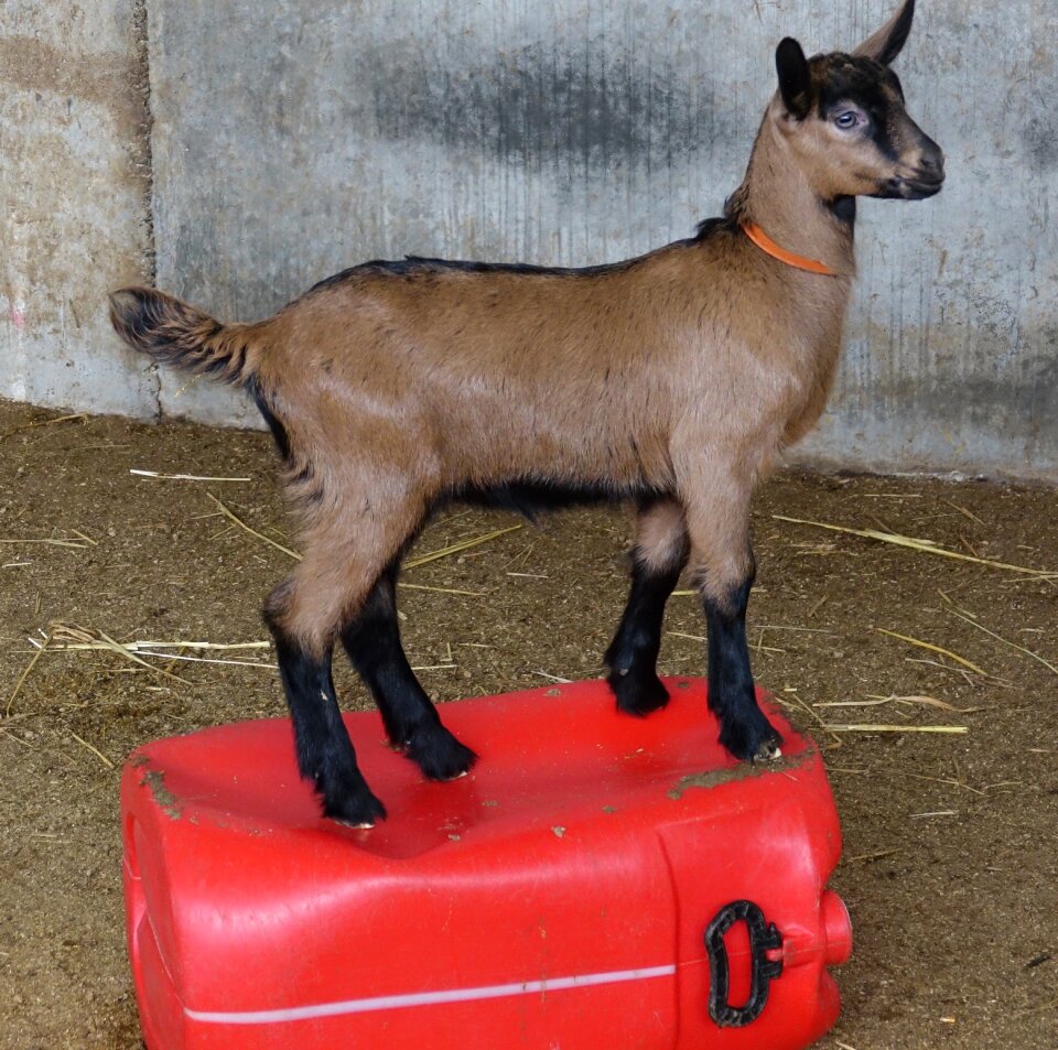 Kid breeding livestock