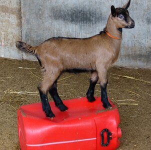 Kid breeding livestock