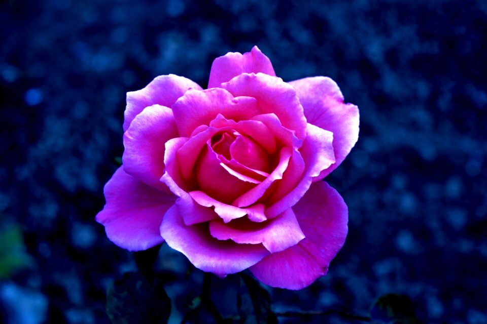 Bloom nature flora