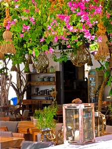 Plant architecture garden