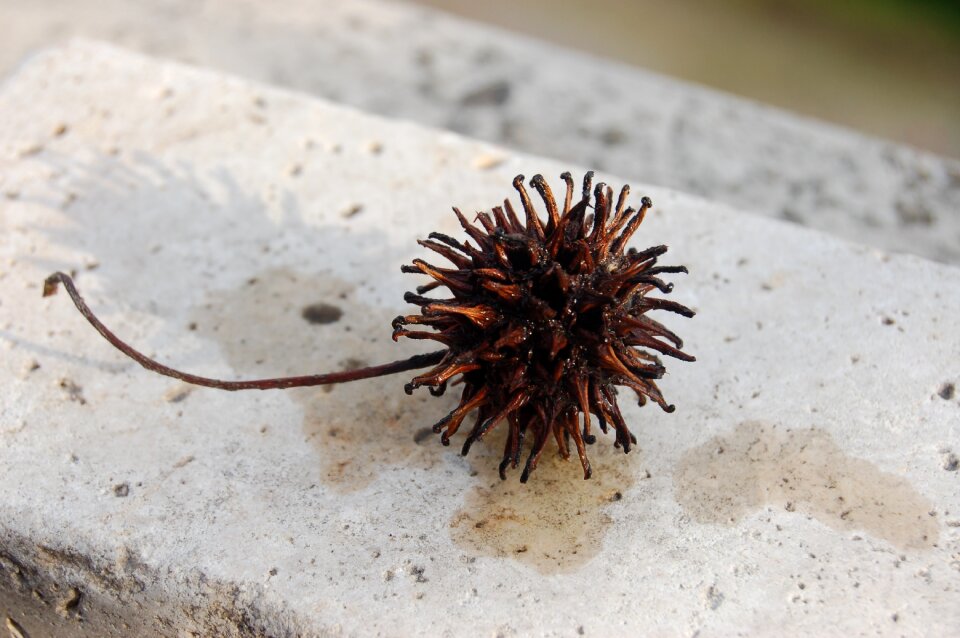 Nature liquidambar styraciflua balls