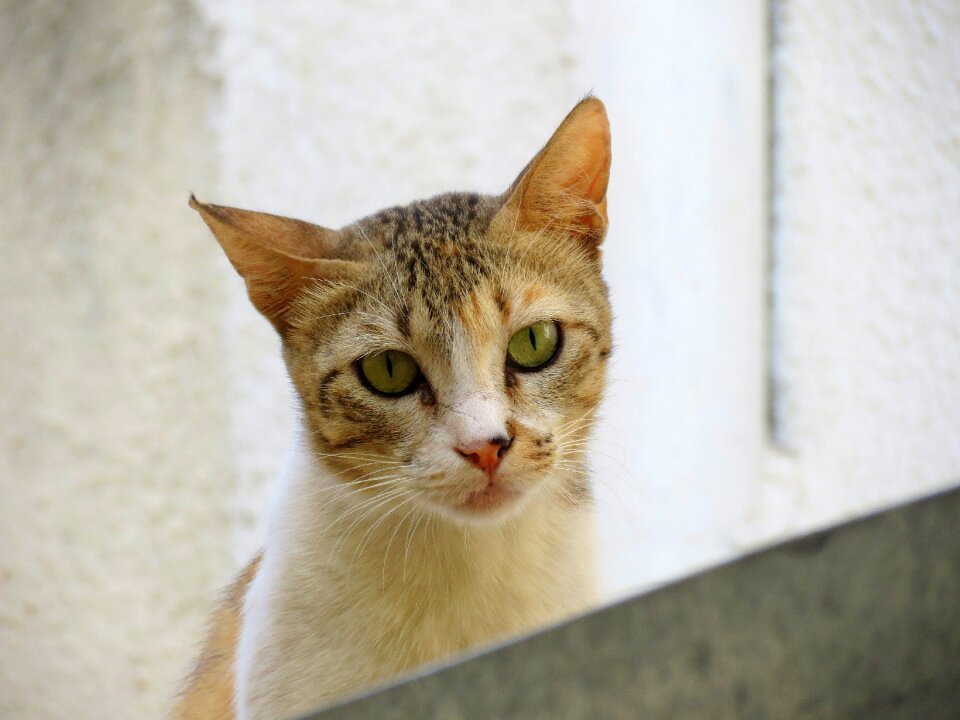 Portrait pet kitten