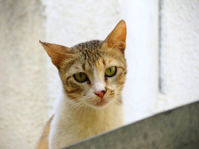 Portrait pet kitten photo