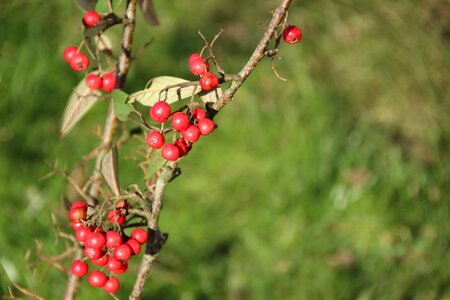 Berry branch fruit