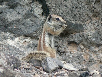 Nature animal world animal