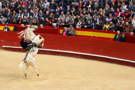 Torero bullring rejoneador
