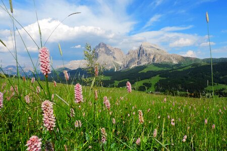 Nature grass landscape