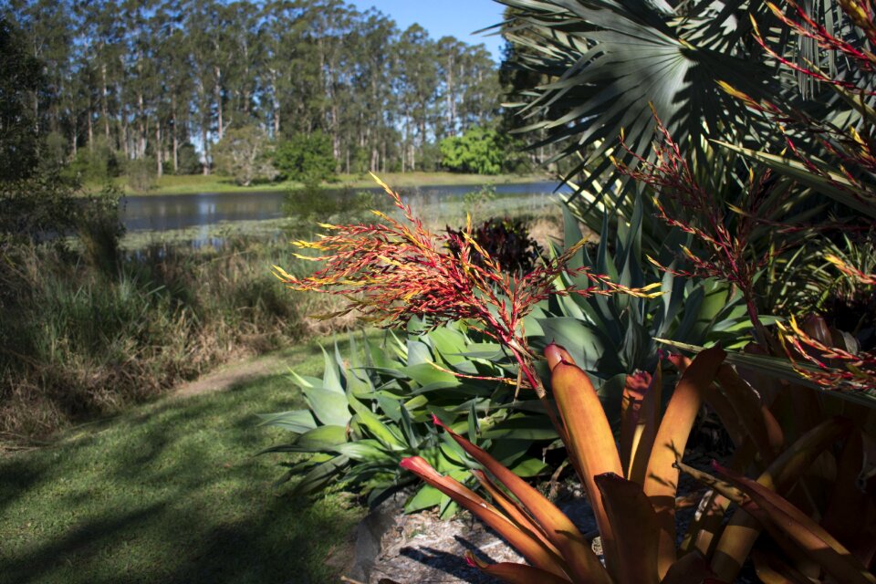 Flora outdoors tropical