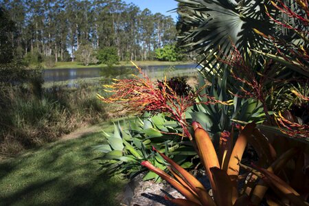 Flora outdoors tropical