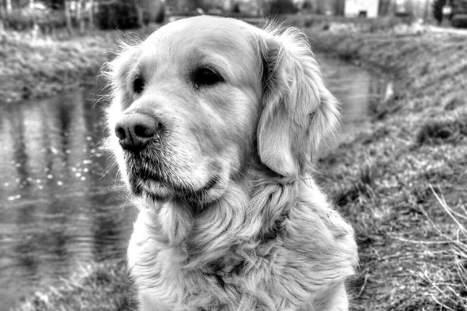 Canidae charming pets