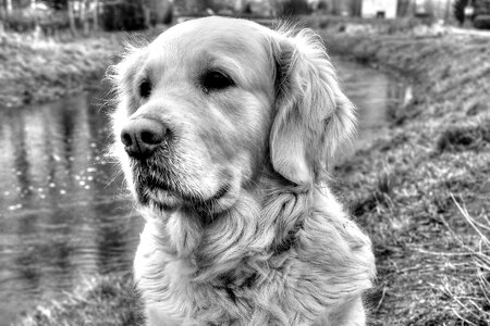 Canidae charming pets