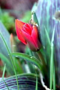 Green nature plant