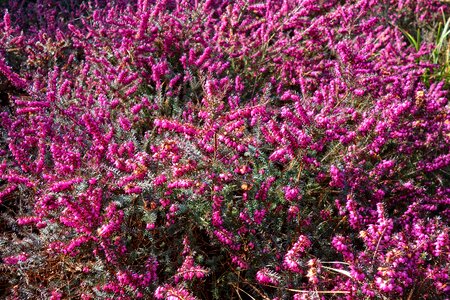 Blooming heather pink erica photo