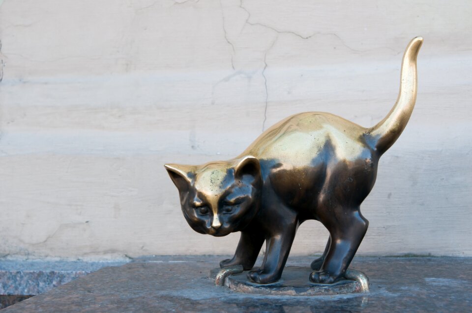 Kitten bronze cute