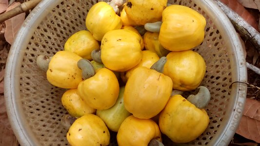 Fruit cashew son dieu