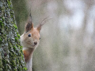 Mammals animals squirrel