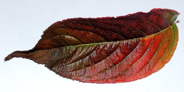 Leaf autumn single