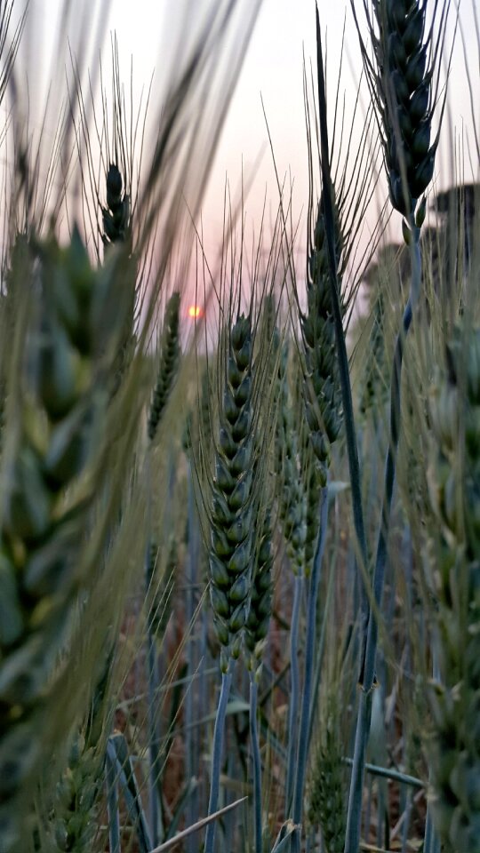 Growth summer agriculture