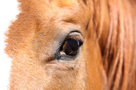 Mane nature horse photo