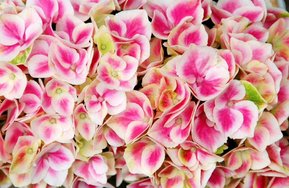 Garden flowering hydrangea
