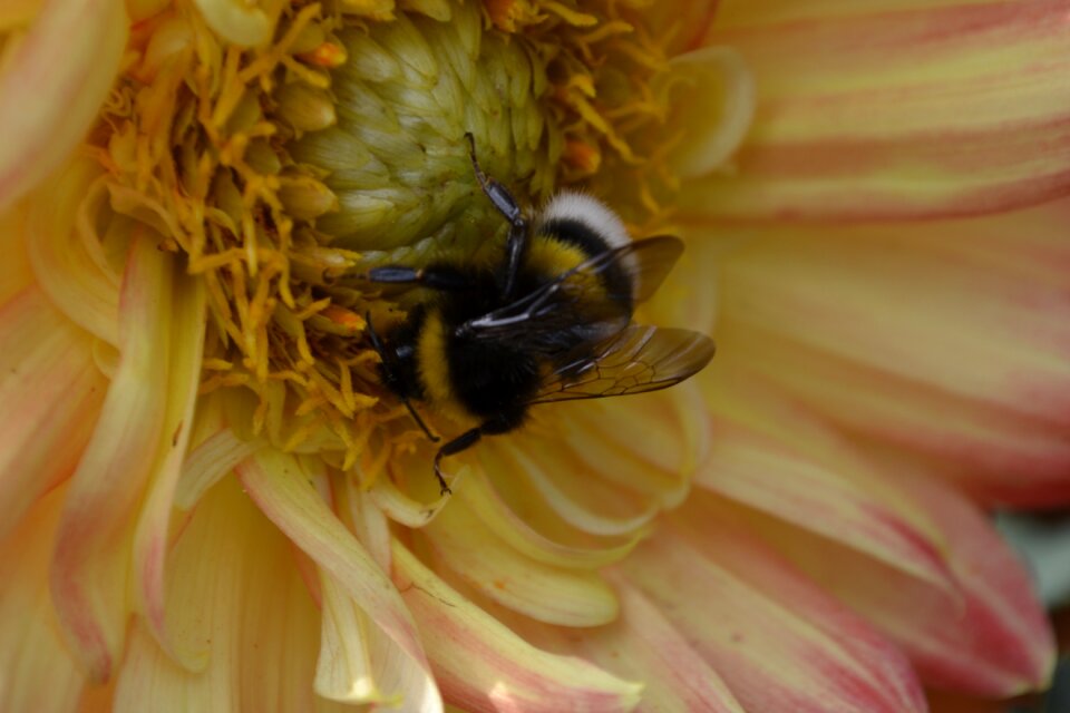 Close up color garden