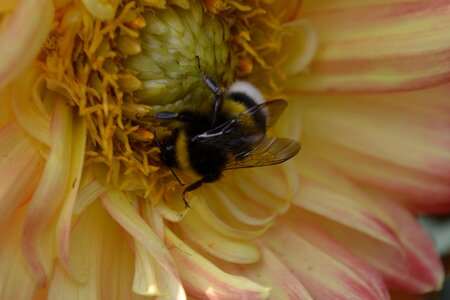 Close up color garden
