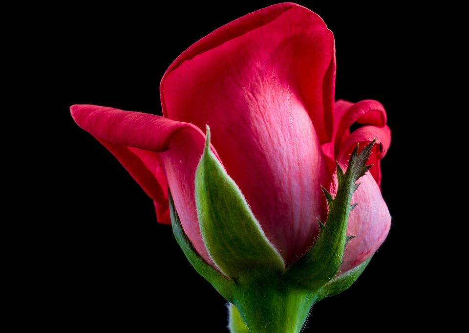 Flower blossom bloom