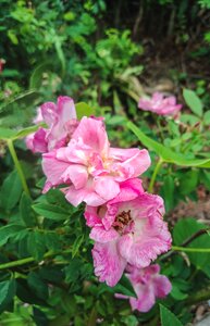 A rose pink rose flower