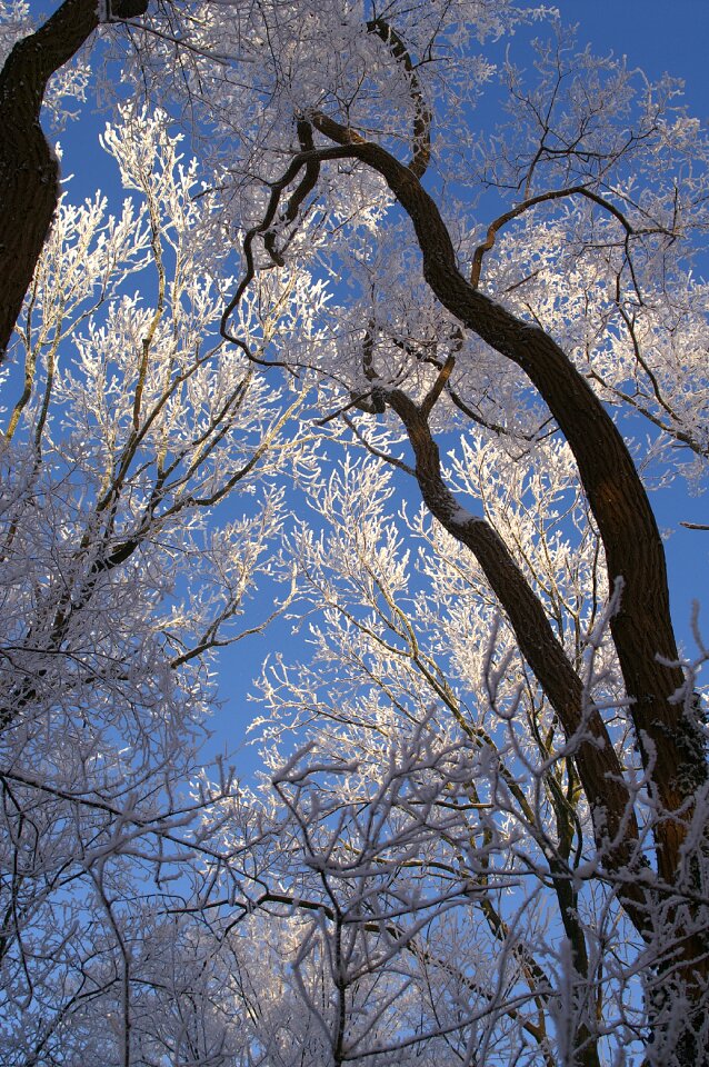 Winter nature snow