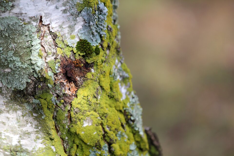 Flora environment bark