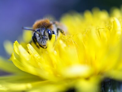 Landscape animal world close up photo