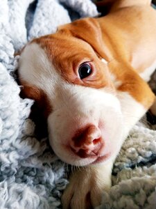 Cute animal dog photo