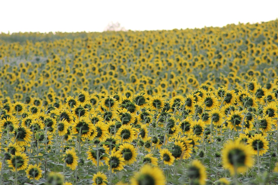 Yellow field beautiful