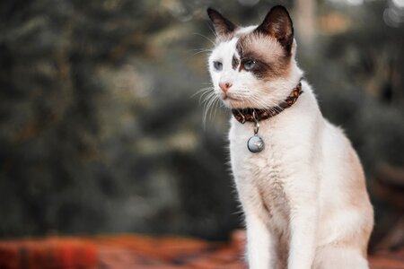Animal cat pet