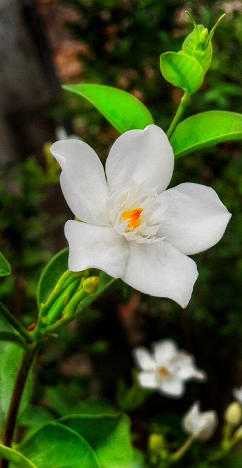 White orange nature